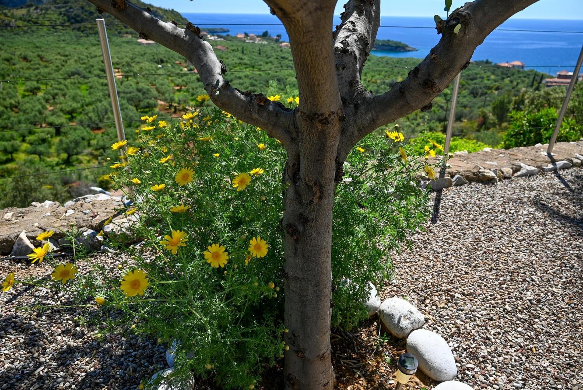 Athina'S Stone House In Kardamyliヴィラ エクステリア 写真